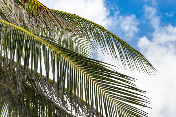 Branches and Leaves of Coconut Trees with Blue Sky Background - Φωτογραφία, εικόνα