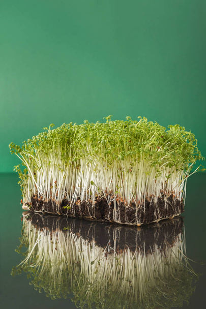 Organic growing micro greens - Photo, Image