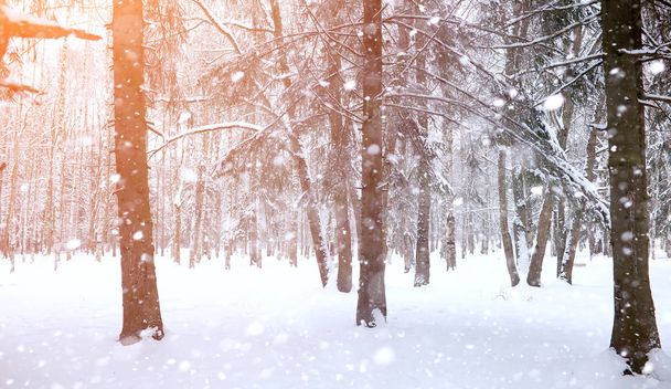 Talvi maisema lumen peitossa lakeuksia. Puisto talvella
 - Valokuva, kuva