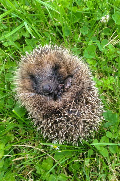 closeup of baby hedgehog curled up in ball on grass - Photo, Image