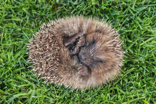 ouriço europeu enrolado na bola deitado na grama
 - Foto, Imagem