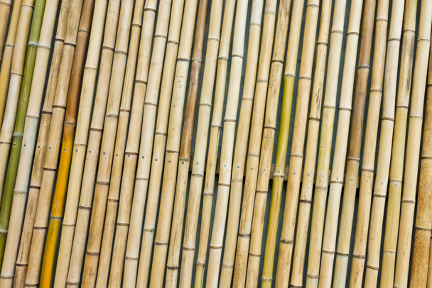 Persianas elegantes hechas de bambú delgado
 - Foto, Imagen
