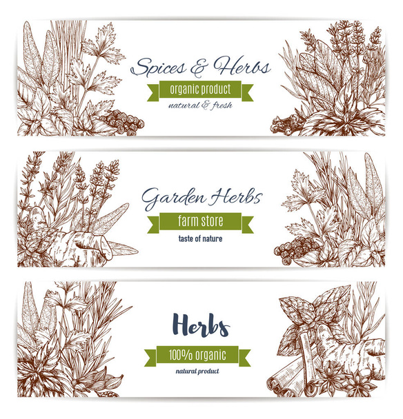 Herbs and spices organic plant sketch banner set - Vector, Image