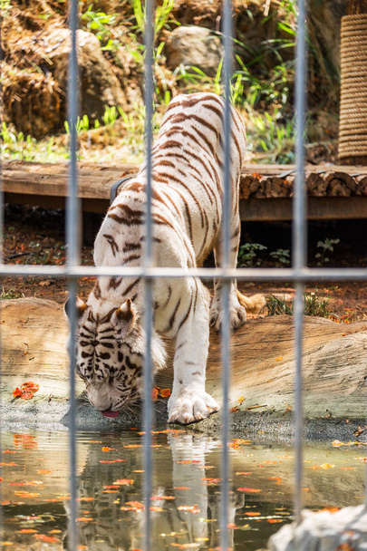 Tigre blanco comiendo agua en jaula
 - Foto, imagen