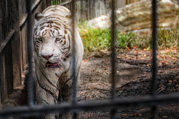 Tigre branco andando na gaiola
 - Foto, Imagem