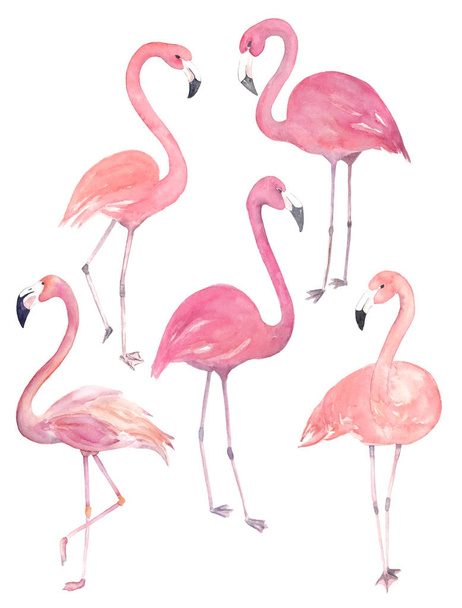 Set watercolor random flamingos. Isolated illustration - Foto, Imagem