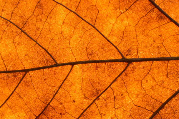 Textur eines abgestorbenen Blattes im Herbst - Foto, Bild