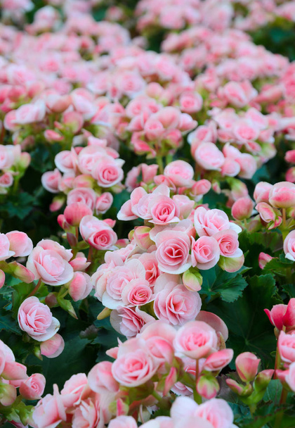 庭で美しいピンク塊根ベゴニア - 写真・画像
