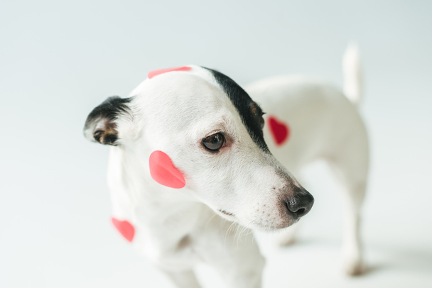 Jack russell terrier dog in red hearts for valentines day, on white - Foto, Bild
