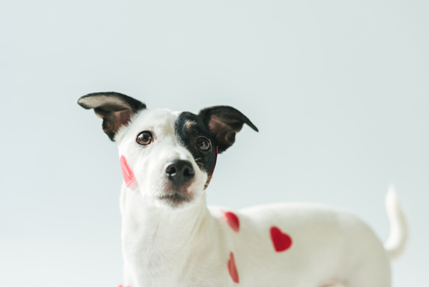 funny jack russell terrier dog in red hearts, on white - Photo, Image