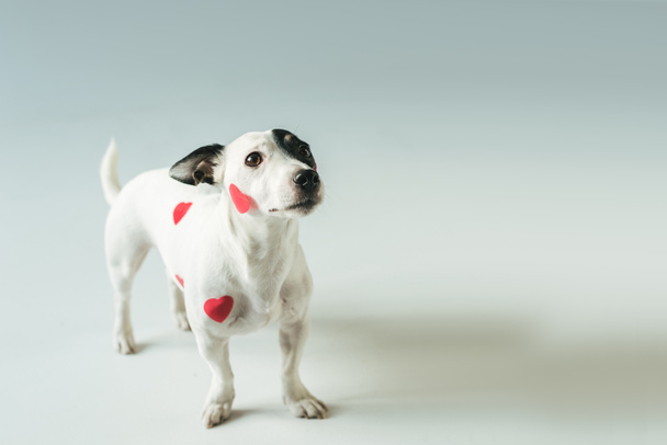 Jack russell Terriër in rode harten voor Valentijnsdag, op wit - Foto, afbeelding