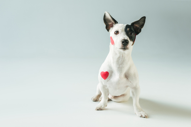 divertente jack russell terrier cane nei cuori rossi, su bianco
 - Foto, immagini