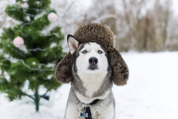 Cane di Natale con cappuccio in pelliccia con paraorecchie
 - Foto, immagini