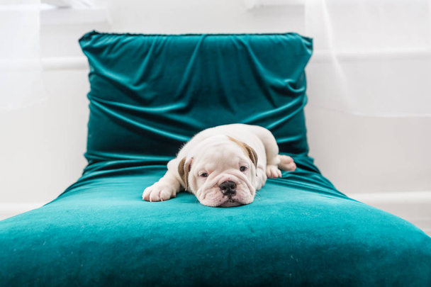 Portrait of a puppy of the bulldog lying on a chair - Фото, изображение