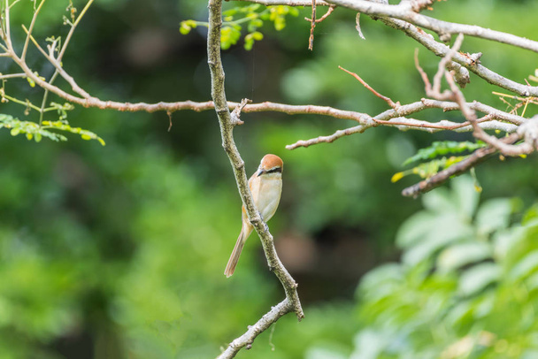 (Καφέ shrike) πουλί σε δέντρο σε μια άγρια φύση - Φωτογραφία, εικόνα