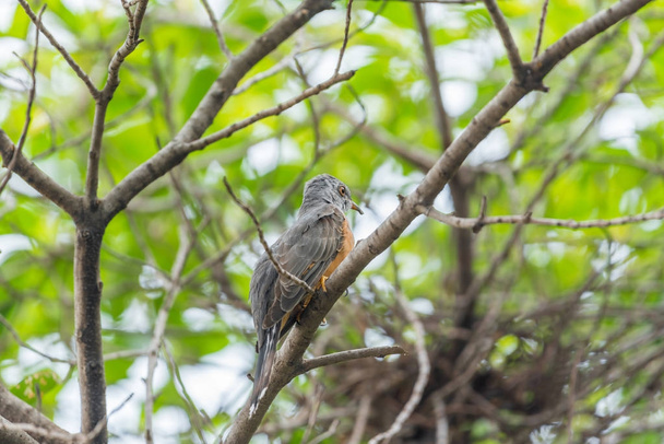 Pássaro (Cuckoo Plaintive) em uma natureza selvagem
 - Foto, Imagem
