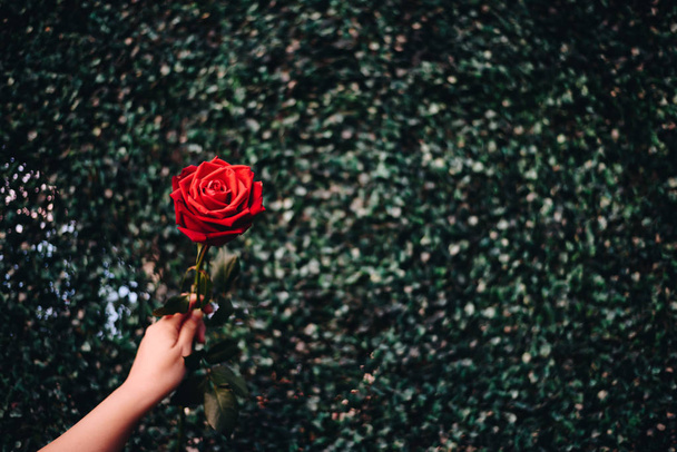 Red rose flower with human hand in Valentine's Day - Photo, Image