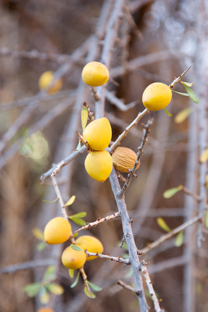 Argan ovoce - Fotografie, Obrázek