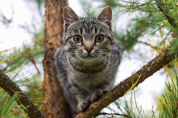 Porträt einer jungen Tigerkatze auf einer Kiefer, Russland - Foto, Bild