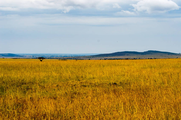 Storm on the savannah and hills of Maasai Mara Park in North Wes - Foto, afbeelding