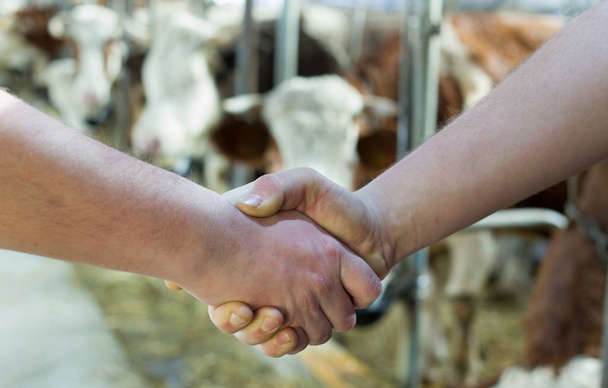 Deux agriculteurs serrant la main dans l'écurie de bétail
 - Photo, image