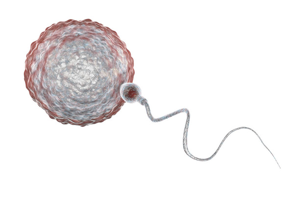Fertilização de óvulos humanos por espermatozóides
 - Foto, Imagem