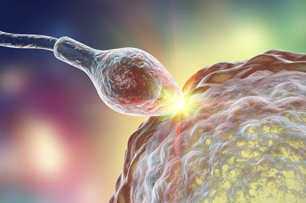 Ihmisen munasolujen hedelmöitys spermatozoanin avulla
 - Valokuva, kuva