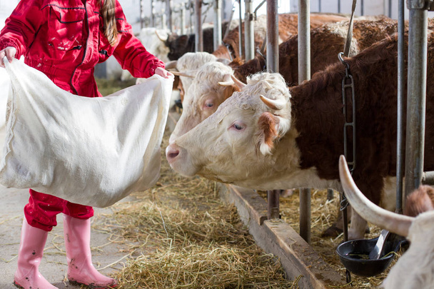 供給安定の牛農家の女性 - 写真・画像