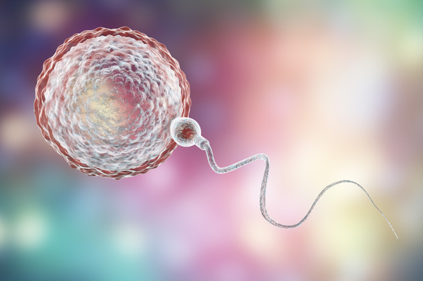 Fertilization of human egg cell by spermatozoan - Photo, Image