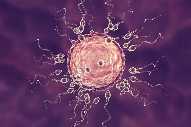 Fertilization of human egg cell by spermatozoan - Photo, Image