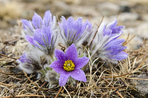 flor também é chamado de urgulka. Cresce selvagem e sua floração é um dos primeiros sinais da primavera. Rússia, Sibéria
 - Foto, Imagem