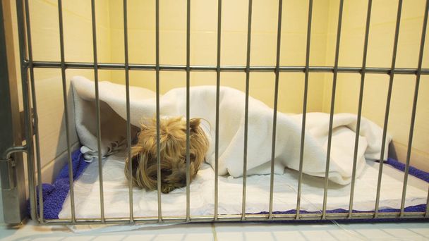 Hund nach Operation im Käfig - Foto, Bild
