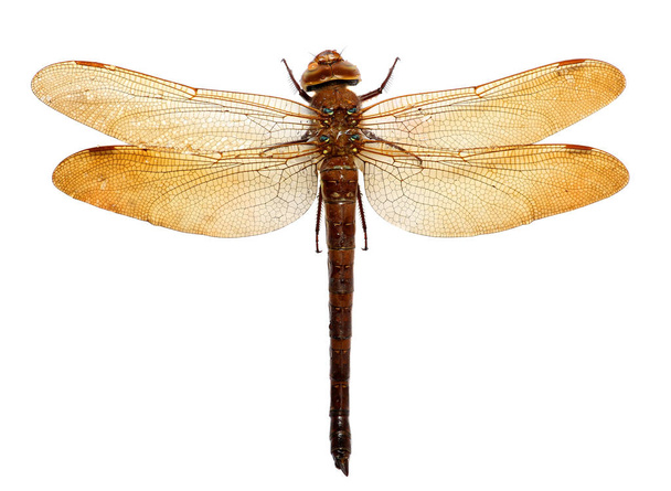 dragonfly isolated on white background - Фото, зображення