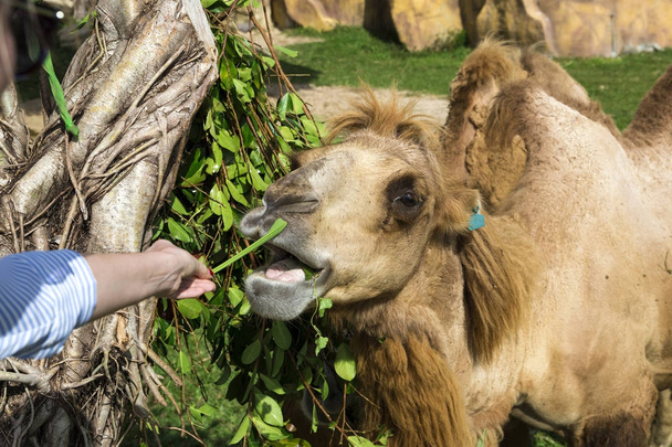 girl feeds a beautiful camel with a happy face in the contact zoo - Photo, Image