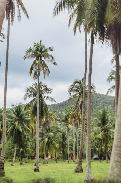 palm trees - Zdjęcie, obraz