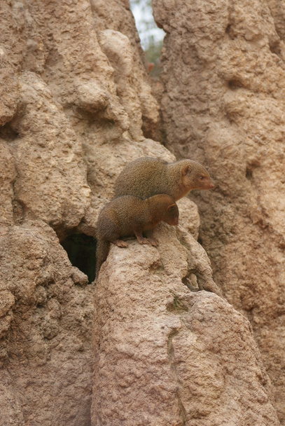 Dwarf Mongoose - Helogale parvula - Photo, Image