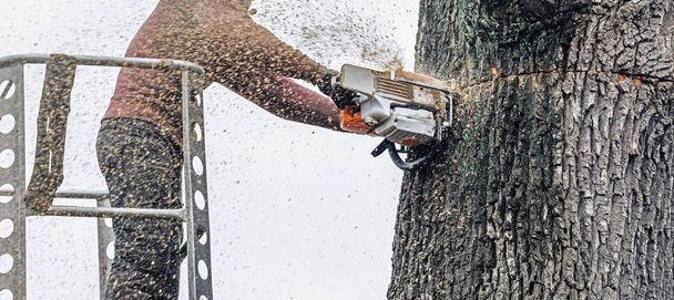 Chirurgien coupe tronc d'arbre
   - Photo, image