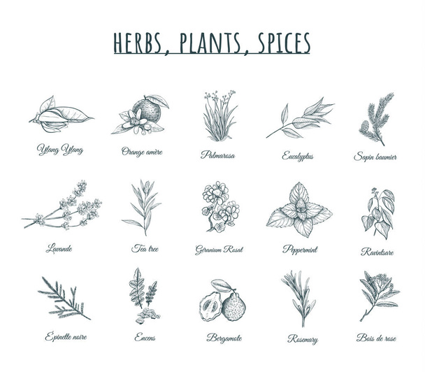 Kruiden, planten en specerijen vector illustratie.  - Vector, afbeelding