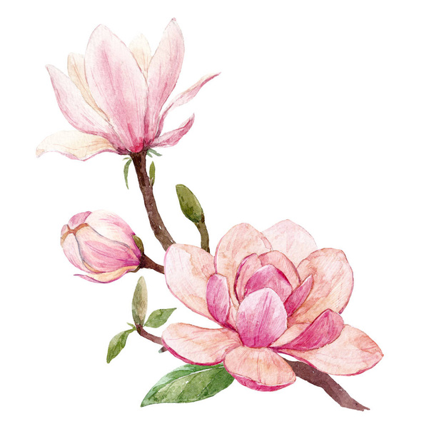 Magnolia aquarela composição floral
 - Foto, Imagem