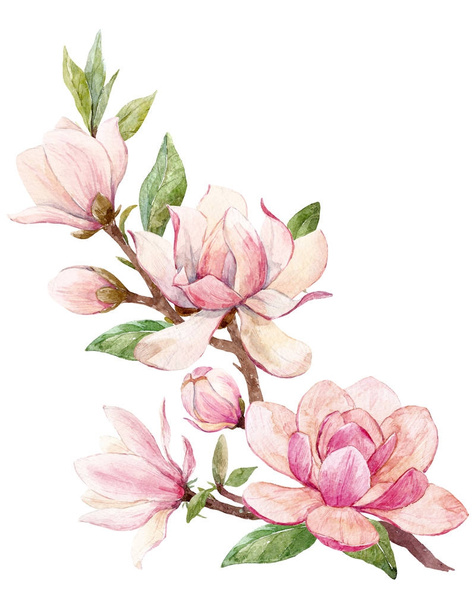 Watercolor magnolia floral composition - 写真・画像