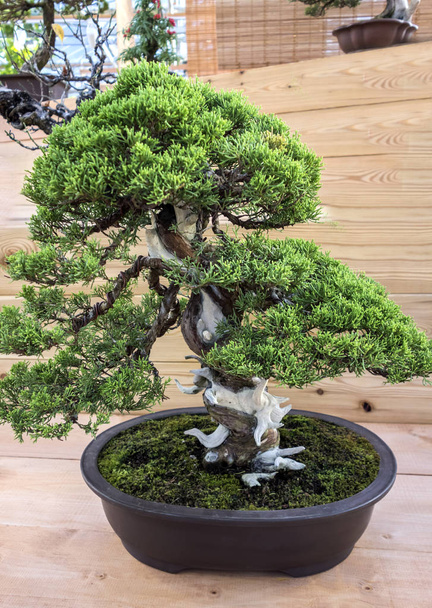 Bonsai Juniperus Chinensis - Photo, Image