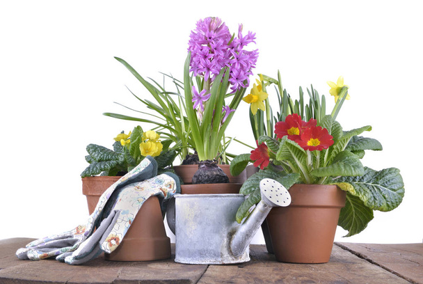 lente bloemen in potten - Foto, afbeelding