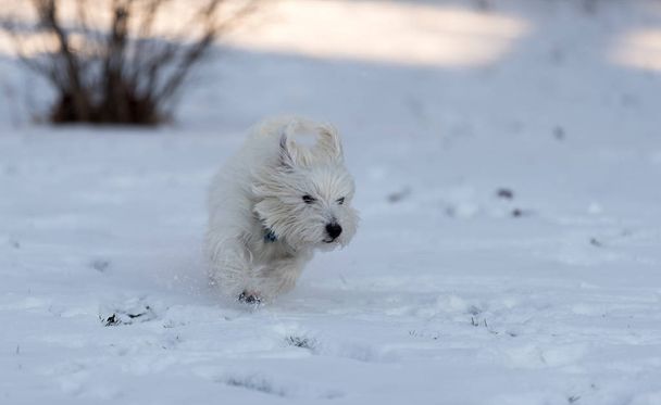 Χαριτωμένο δυτικά highland λευκού σκύλου παίζει στο χιόνι - Φωτογραφία, εικόνα