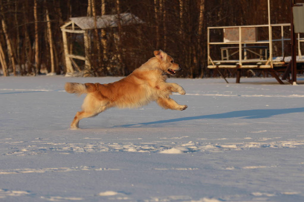 Golden Retriever  is running. Winter.  - Fotó, kép