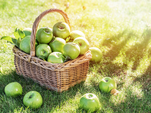 Apple harvest. Ripe green apples in the basket on the green gras - Foto, imagen