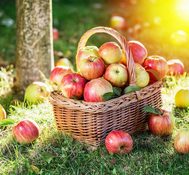 Cosecha de manzana. Manzanas rojas maduras en la canasta sobre la hierba verde. - Foto, Imagen