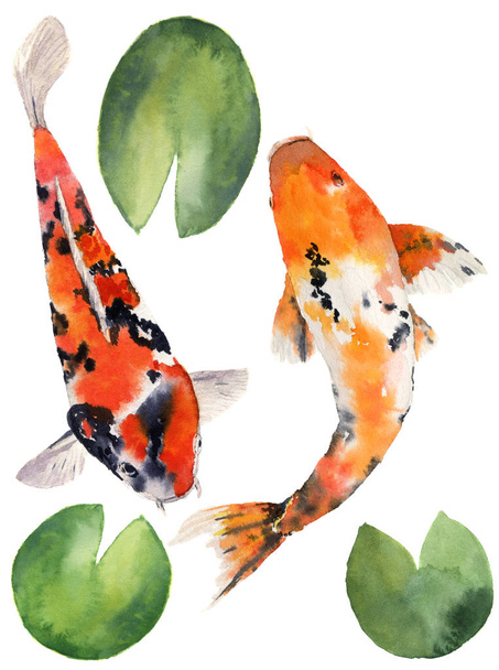 Ακουαρέλα ανατολίτικα ουράνιων τόξων κυπρίνου με νούφαρο αφήνει ορισμός. Ψάρια Koi που απομονώνονται σε λευκό φόντο. Υποβρύχια εικονογράφηση για σχεδιασμό, φόντο ή ύφασμα - Φωτογραφία, εικόνα