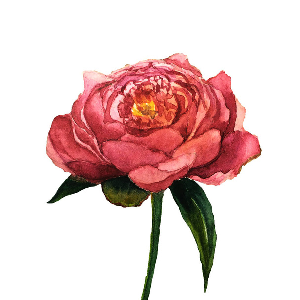 Watercolor peony flower. Hand drawn floral illustration with white background. Botanical illustration. - Zdjęcie, obraz