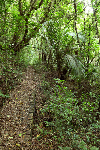 Пішохідна стежка в лісі
 - Фото, зображення