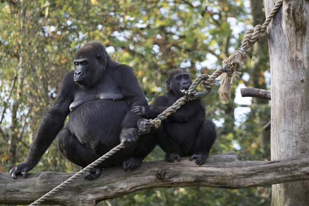 Gorilla mother and child sitting on a bar in the zoo - Photo, Image